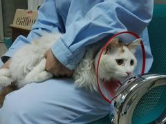 -康乐宝动物医院