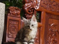 -糯米喵星人总部直营旗舰店·猫舍·幼猫出售