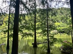 -深圳仙湖植物园