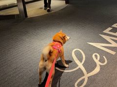 -上海佘山世茂艾美酒店