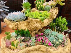 -三圣花乡旅游区