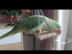 -青石桥花鸟鱼虫市场(叠翠城店)