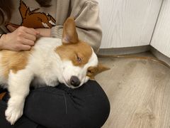 -浣熊柯尔鸭土拨鼠·电玩咖