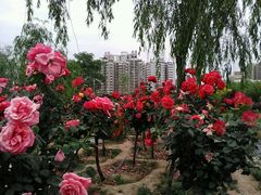 -咸阳湖景区-古渡公园