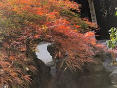 -秋霞圃