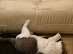 -宠物星动物医院·眼科·异宠·猫科(江南大道总院)