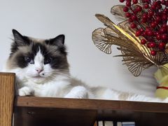 -瑞派·关忠动物医院·猫专科·犬专科(三环新城店)