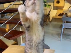 -豆逗聊愈猫阁Easy Life
