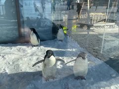 -密苑云顶乐园(云顶滑雪场)
