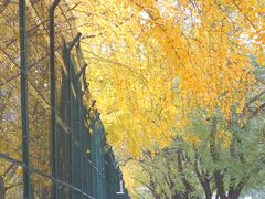 -三里屯东五街银杏大道