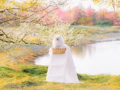 -花开海上生态园