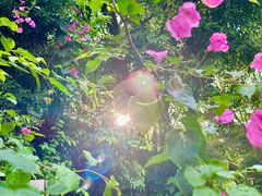 -深圳国际园林花卉博览园