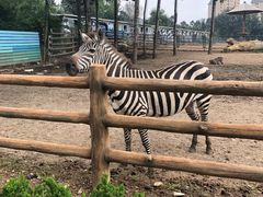 -大连森林动物园