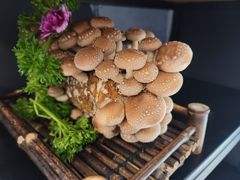 活体松香菇-湯系餐室(苏宁广场店)