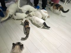 -喵的天空名猫咖啡馆·撸猫·猫舍·用品