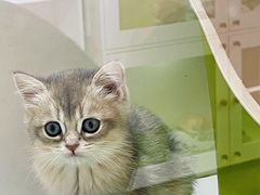 -青奢宠物·青奢猫舍