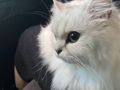 -comecome来吧宠物(奥克斯中心店)