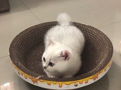 -东方名猫馆·英短金渐层布偶猫舍(环线广场1号楼店)