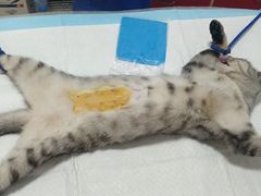 -灵美宠物诊所