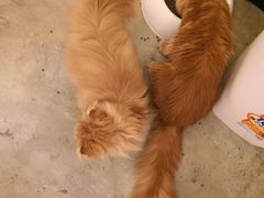 店员-喵匠猫主题咖啡(凯德和平广场店)
