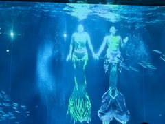 -海合安成都极地海洋公园