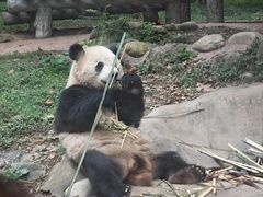 -都江堰中华大熊猫苑