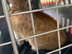 -瑞鹏瑞爱宠物医院·全科·猫科·血液透析中心(龙头寺店)
