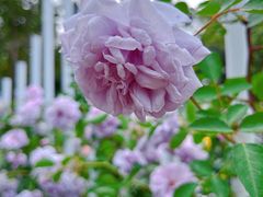 -人民公园(罗湖区)