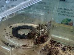 -上海大自然野生昆虫馆(东方明珠·爬宠昆虫探索中心)