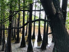 -东湖落雁景区