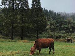 -武陵山森林公园