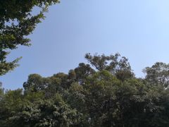 -金海椒罐罐鲢鱼(东方桂苑店)