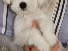 -博特宠物医院24h犬猫全科.骨科·异宠