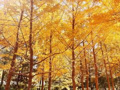 -森林公园(尖草坪区)