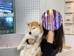 -柴务处·柴犬主题狗咖