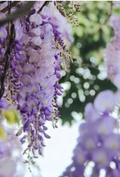 -Cindy Jewelry·钻戒·彩色宝石