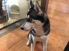 -more than meow吴止猫主题餐厅(承德 中船汇店)