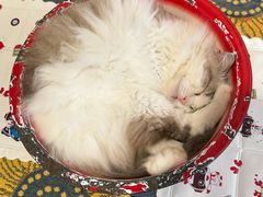 -平行世界·猫咖(首经贸店)