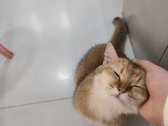 -糯米喵星人·撸猫猫舍咖啡馆(西市场嘉华店)