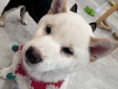 -柴犬小屋·柴餐厅·狗咖食堂(金鼎广场店)