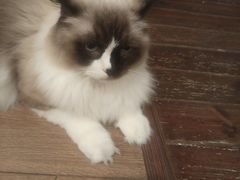 -有猫主题·治愈系猫咖(曾厝垵店)