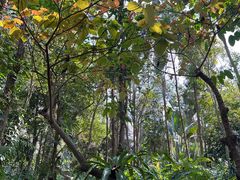 -中国科学院西双版纳热带植物园