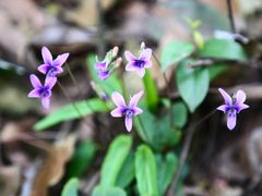 景点-铁山坪森林公园