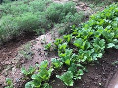 -缘福乡村铁锅炖民宿(八达岭店)