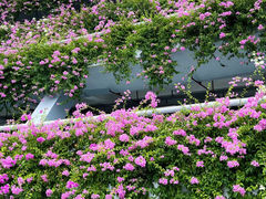 -深圳仙湖植物园-停车场