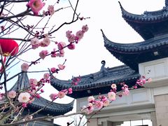 -苏州上方山国家森林公园