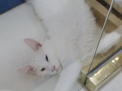 -糯米喵星人总部直营旗舰店·猫舍·幼猫出售