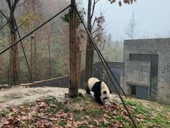 -都江堰中华大熊猫苑