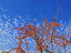 -沈阳植物园
