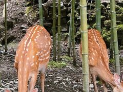 -鹿院坪生态旅游景区